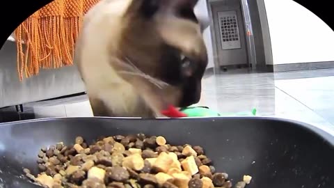 🤣🍽️ Wait For The Ending... Bringing Along a Friend for Lunch | FunFM
			