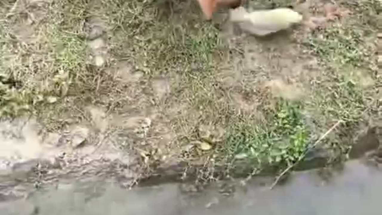 "Really a fishing expert. Whose good dog is this?"
