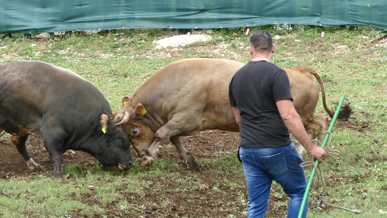 Razbijač od Madunića vs Struja od Strukana Šestanovac 2025