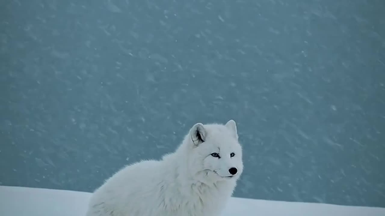 Arctic fox