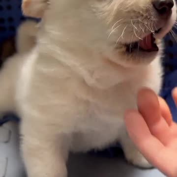 Daily Dog Fun and Grooming Adventures