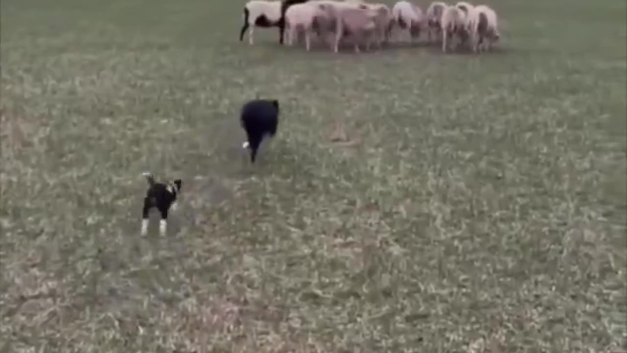 Mommy teaching her 6 week old puppy how to herd the sheep.. 😊