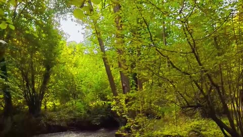 🌿👂 You Need to See This Calming Forest Walk! | FunFM