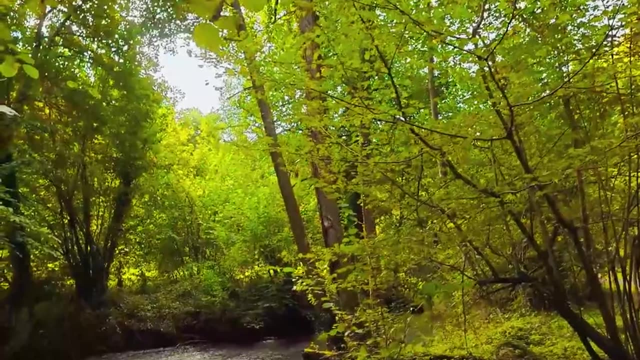 🌿👂 You Need to See This Calming Forest Walk! | FunFM