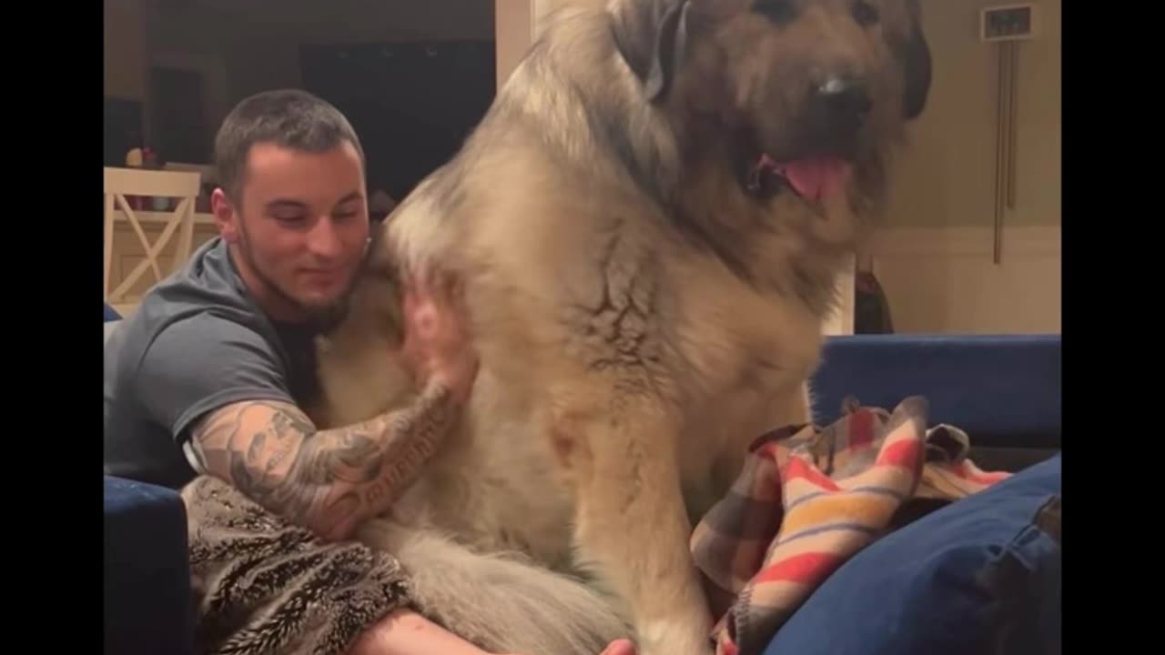 Giant dog sitting on a guy