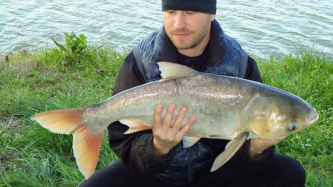 Fishing on Tolstolob Lake ,,Vitska Elia,, (Part-3) Bulgaria