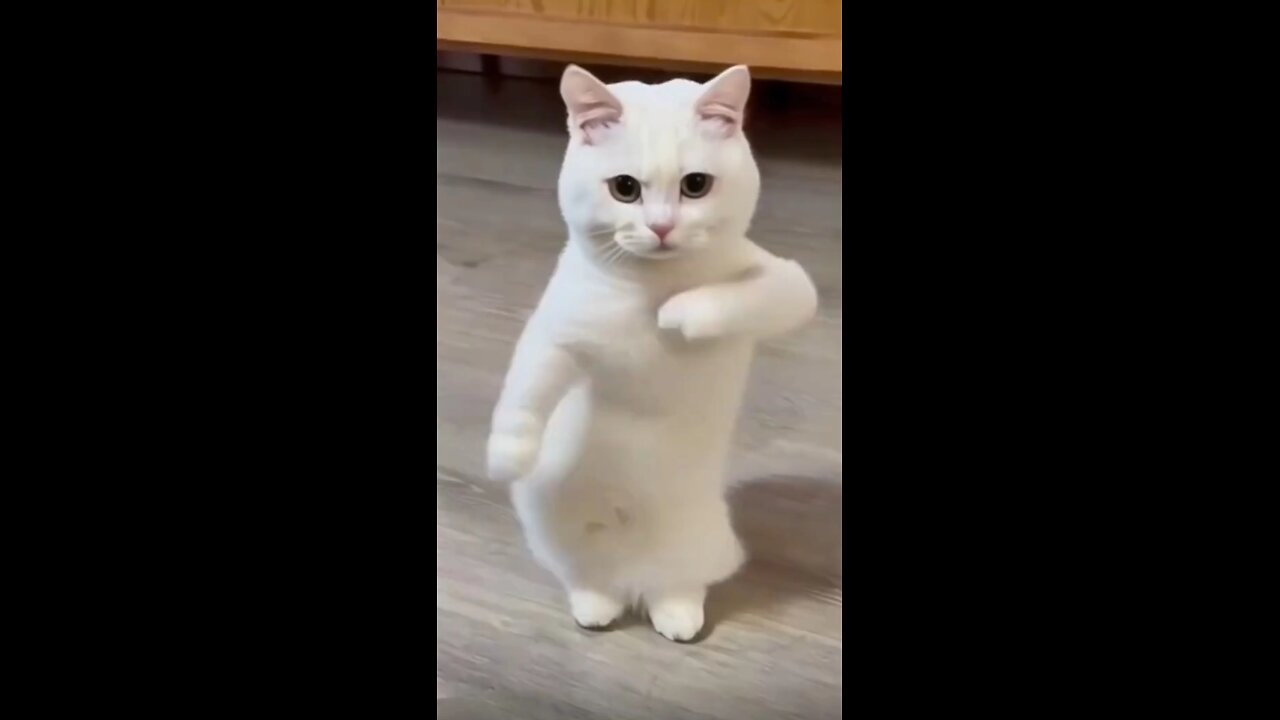 DANCING CAT