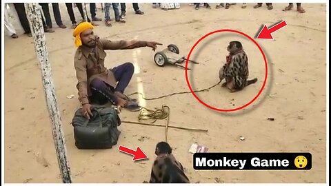 Monkey game in India 🐒 | So funny monkeys