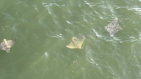 Eagle Rays October 14 2025