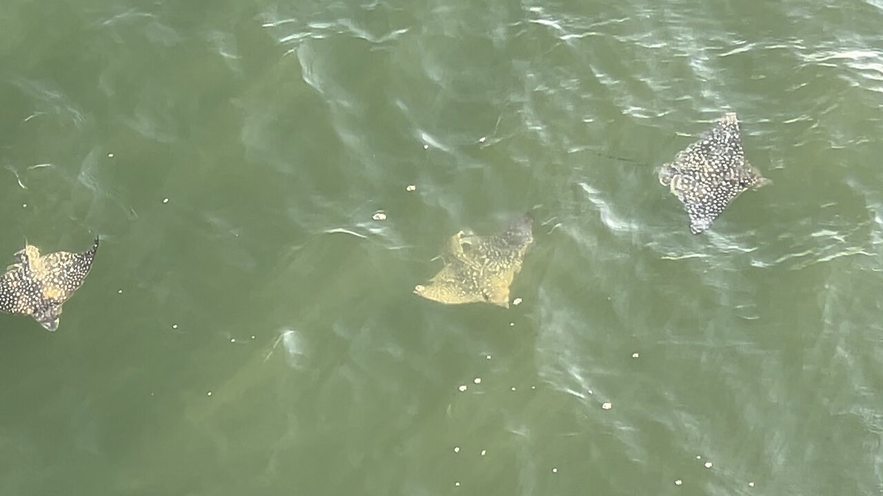 Eagle Rays October 14 2025