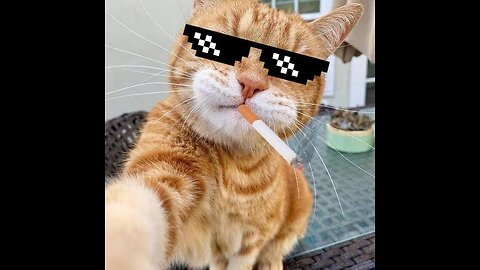 Whisker wickedness 🤭🪄😍