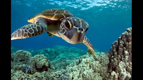 Sea turtles at their Best! Just watch kids!