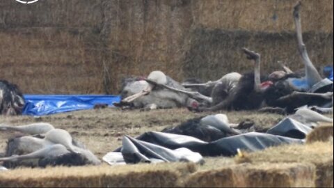 Ostriches MASSACRED In Sick Style - Fight for Canada