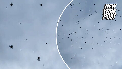 'Spider rain' phenomenon is actually webslinging 'orgy'