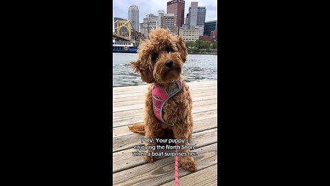 My Mini Goldendoodle Discovers the North Shore of Pittsburgh 🐾💛