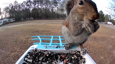 Squirrel getting some free eats