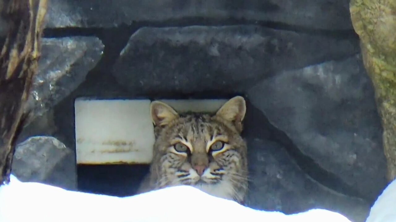 Bobcat