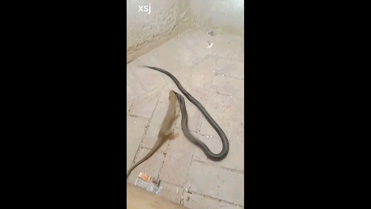 Mongoose is faster than the Cobra