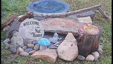 Florida Bird Feeder SWFL Live Camera Nature