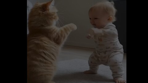 Cat and baby fight