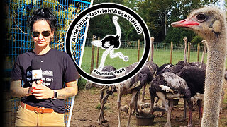 US experts say ostriches don’t spread bird flu — so why is Ottawa prepping to kill 400 of them?