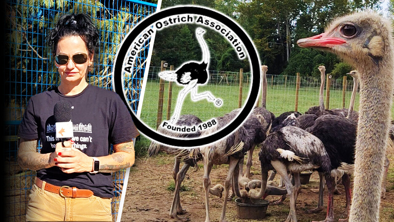 US experts say ostriches don’t spread bird flu — so why is Ottawa prepping to kill 400 of them?