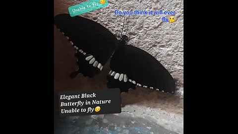 Black Butterfly: A Rare Beauty but unable to fly