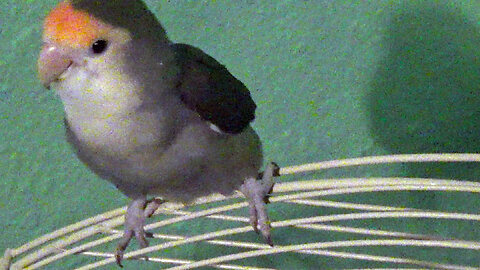 IECV PBV #132 - 👀 Peanut Out And About Exploring And Buttercup Not Happy About It 🐤3-15-2021