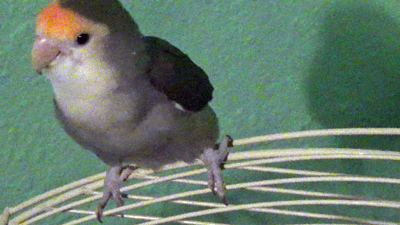 IECV PBV #132 - 👀 Peanut Out And About Exploring And Buttercup Not Happy About It 🐤3-15-2021