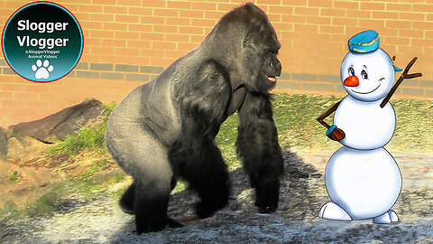 Winter Walk with Gorillas Silverback Oumbi and Shufai