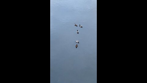 Mallard Ducks 🦆 #mallardducks #ducks #duck #shorts #followme #viral #trending #swimming