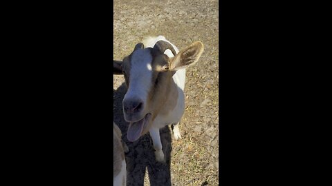 Goat turns hormonal maniac
