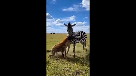 zebra reattack in the wild