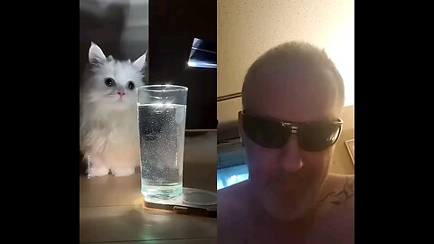 Cute Kitty Cat Fascinated by the Simplest Things