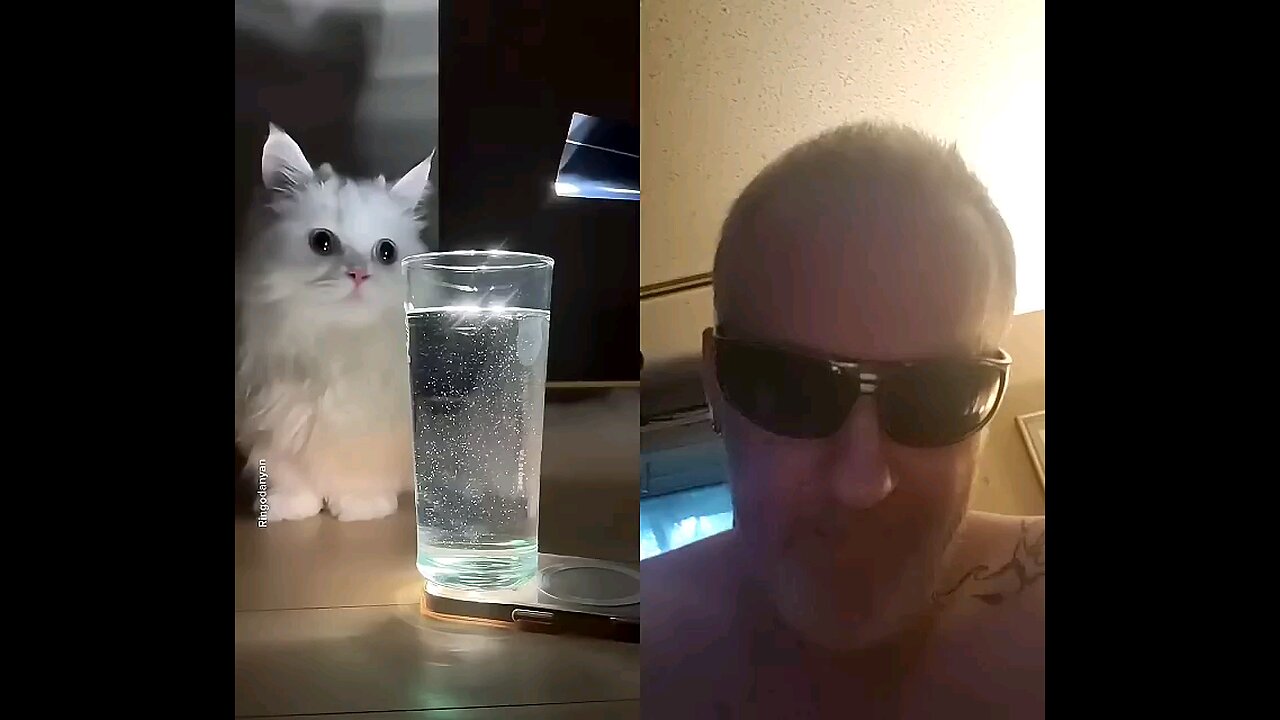 Cute Kitty Cat Fascinated by the Simplest Things