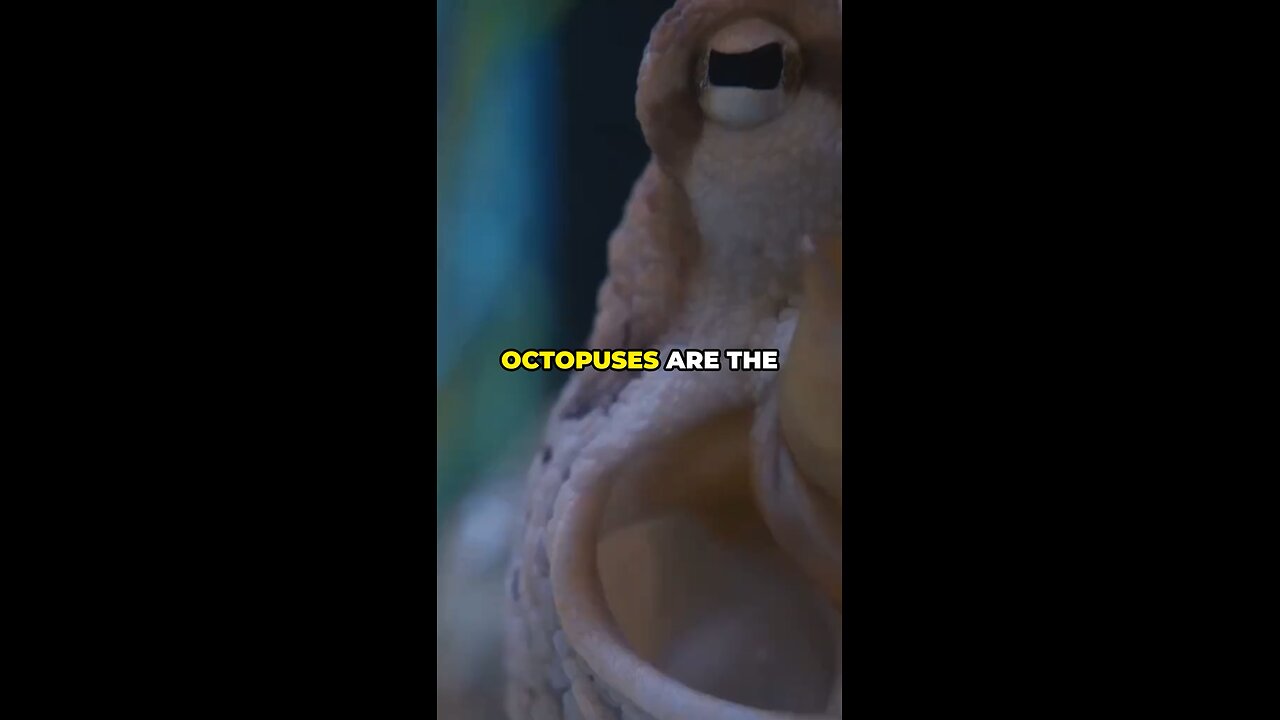 Octopuses Are The Strangest Creatures On Our Planet