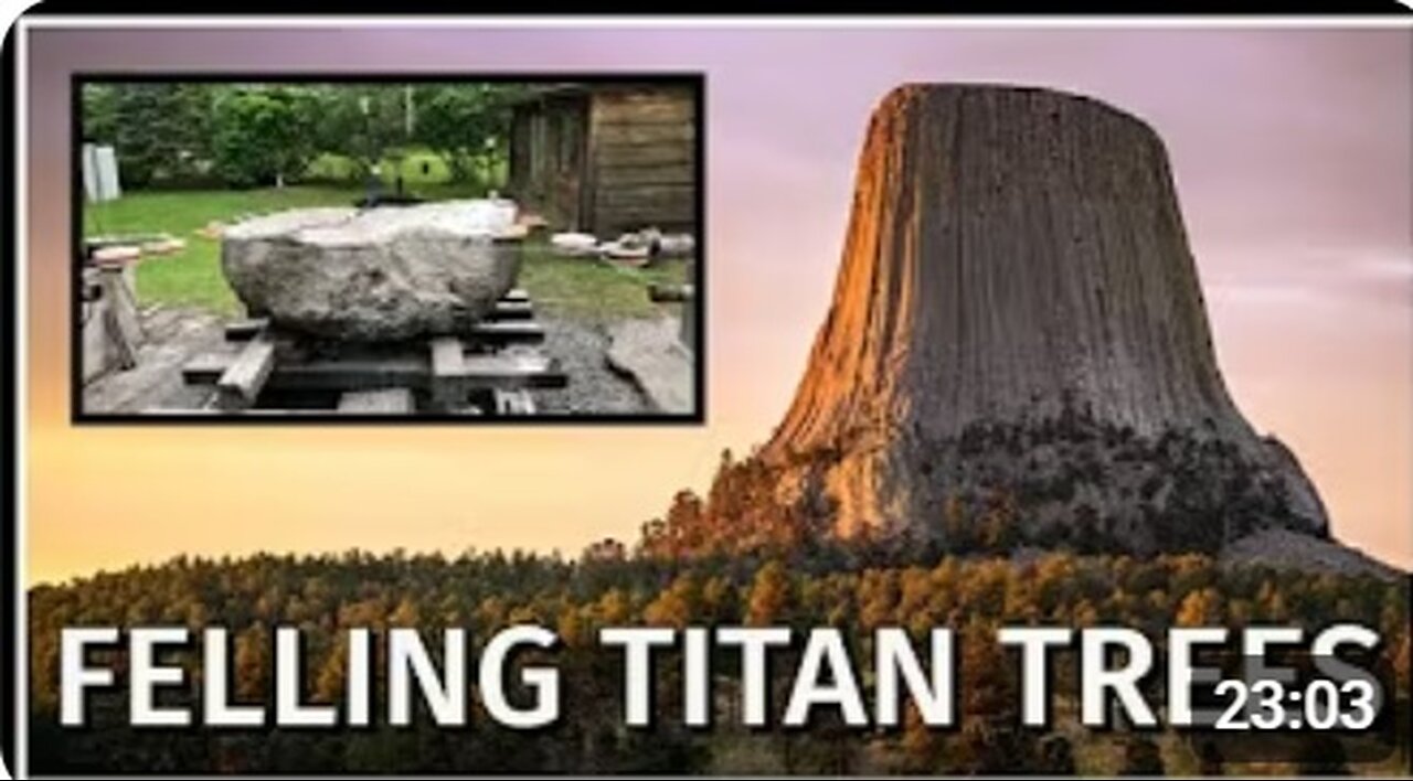 FELLING TITAN TREES!