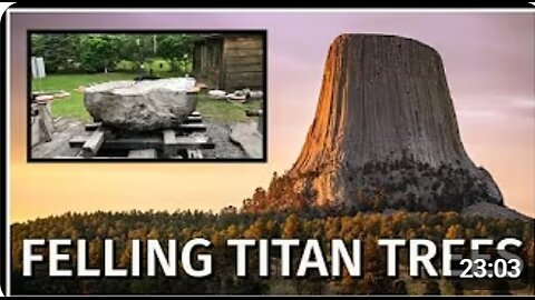 FELLING TITAN TREES!