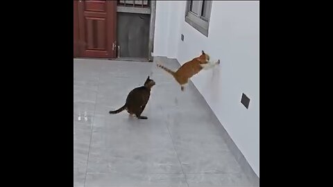 Ninja Cat's Epic Wall Flip Attack !