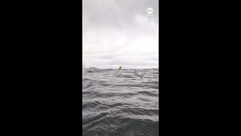 Humpback whale swallows and spits man out