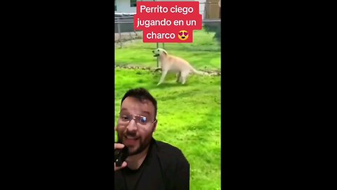 Perrito ciego se alegra al sentir un charco de agua 🥰😍