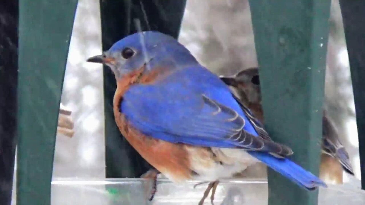 Bluebirds and Downy Woodpecker