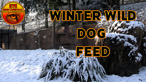 Frozen Scene: African Wild Dogs Working a Hanging Feed