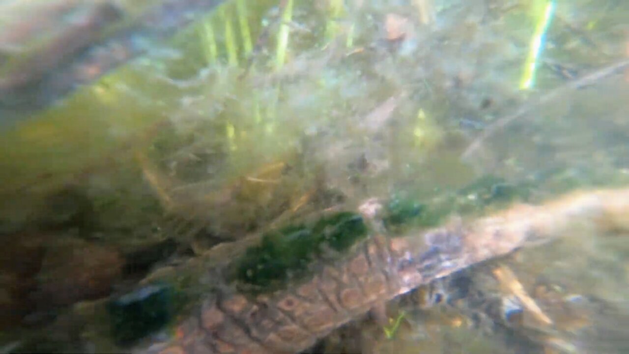 Snapping Turtle