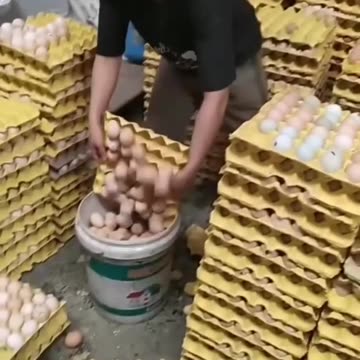 The egg you’ve eating might not even come from a chicken