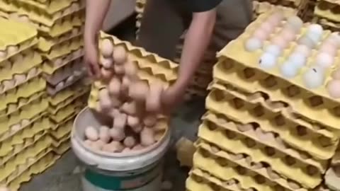 The egg you’ve eating might not even come from a chicken