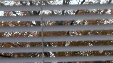 Charlotte North Carolina has programs where illegals are shielding from ICE