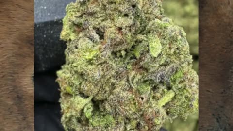 Animal Face THCa Flower | 26% Top Shelf Hybrid | Minty Diesel • Euphoric • Heavy Hitter | Bulk #thca