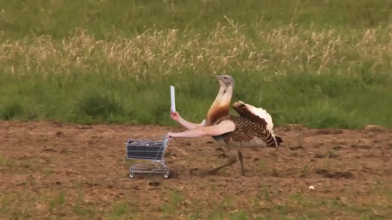 If Birds Had Arms - Compilation