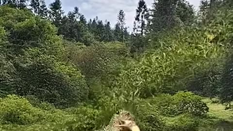 Leopard suddenly attacks wild animals at close range